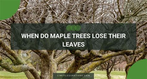 do trees in florida lose their leaves|More.